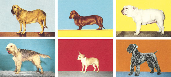 WhatDoDogsKnow-01-590