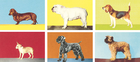 WhatDoDogsKnow-03-590