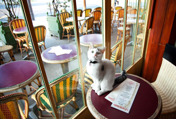 ParisCats-Apr24-04-590