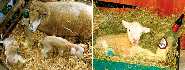 Lambing-Mar13-02-590