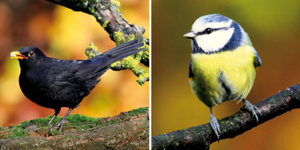 NationalBird-Mar27-02-590