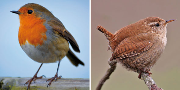 NationalBird-Mar27-04-590