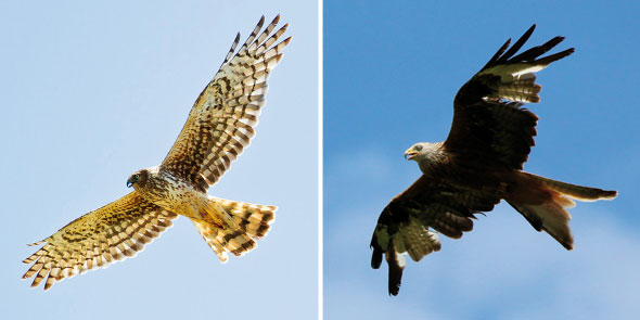 NationalBird-Mar27-05-590
