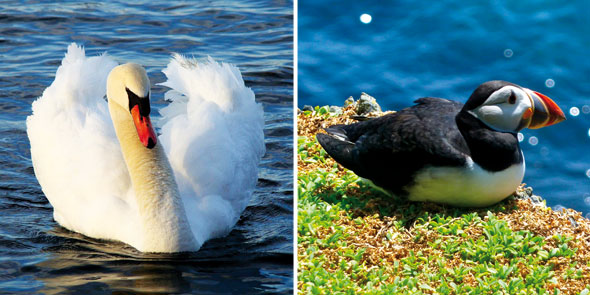 NationalBird-Mar27-06-590