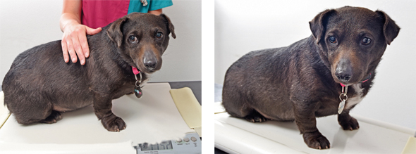 fat-pets-590-2