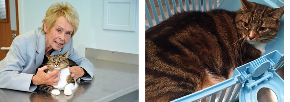 fat-pets-590-4