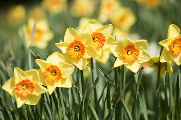wwwSpring-Gardening-Weekend