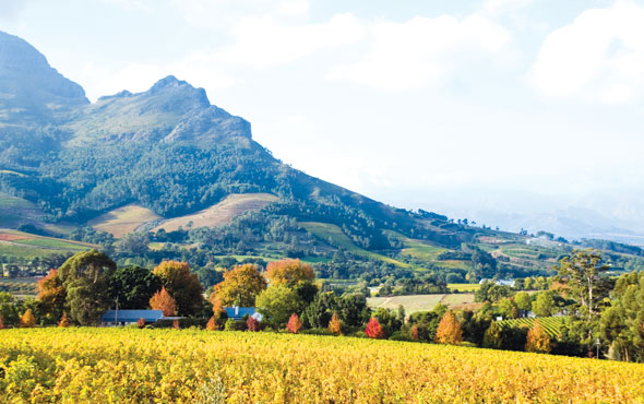 Winelands of South Africa