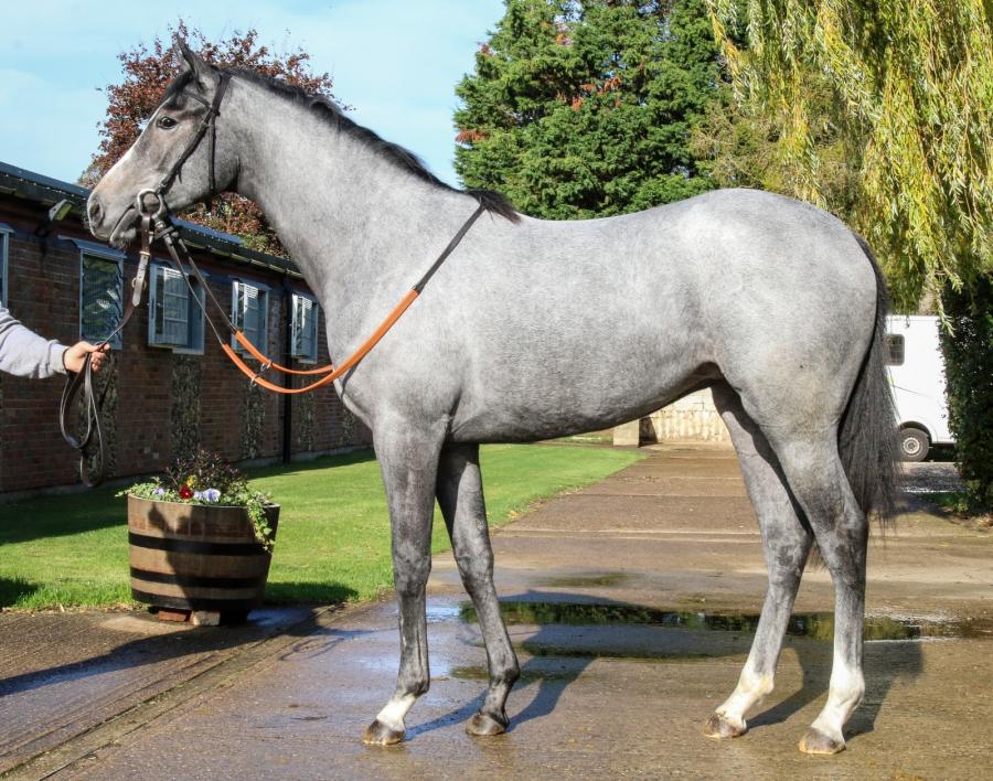 https://www.horseracing-hub.co.uk/horse/the-grey-racehorse-club/